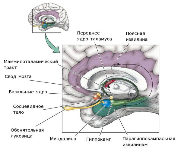 Миндалина и базолатеральный комплекс