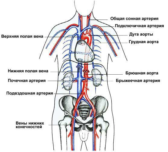 Расположение верхней и нижней полой вены