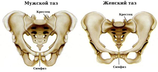 Различия мужского и женского малого таза