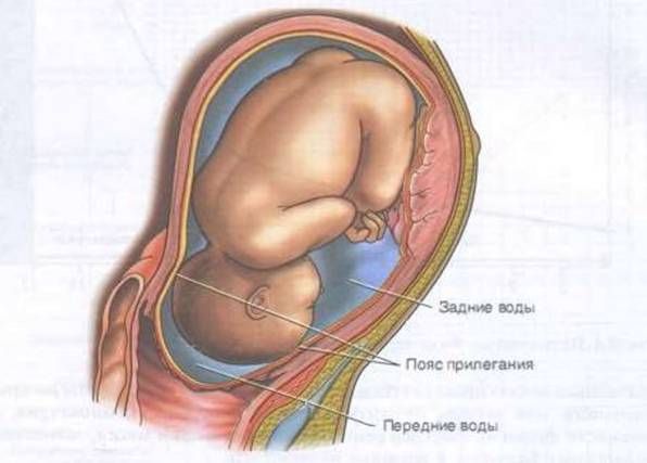 Передние и задние околоплодные воды