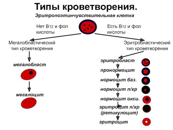 Мегалобластный тип кроветворения