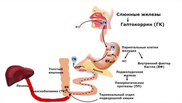 Поглощение и транспортировка витамина В12