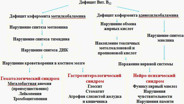 Патогенез дефицита витамина В12