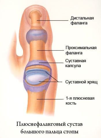 Плюснефаланговый сустав