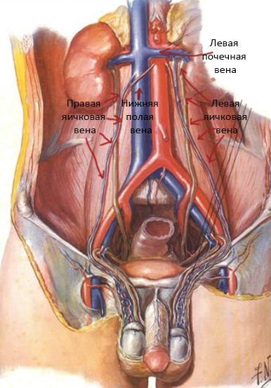 Кровоснабжение мочеполовой системы