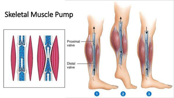 Мышечно-венозная помпа нижних конечностей