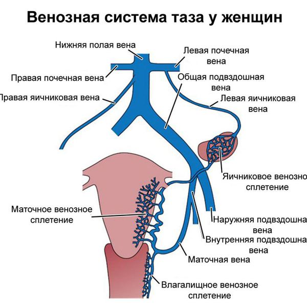 Венозная система таза у женщин