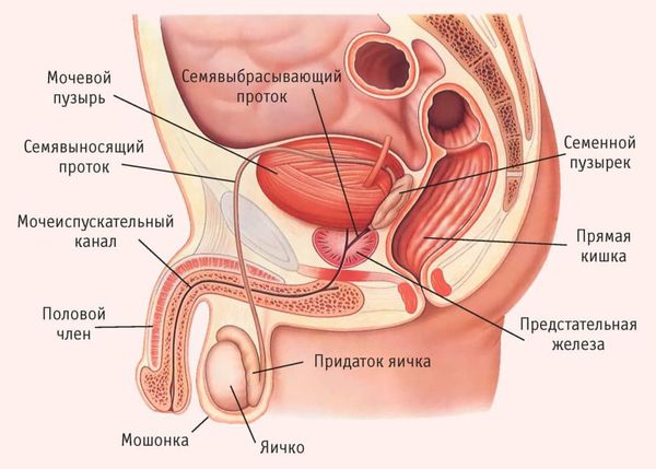 Мужская мочеполовая система