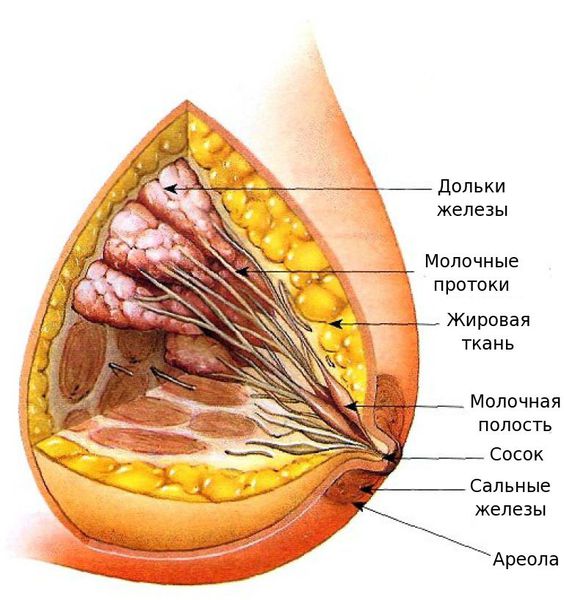 Строение молочной железы