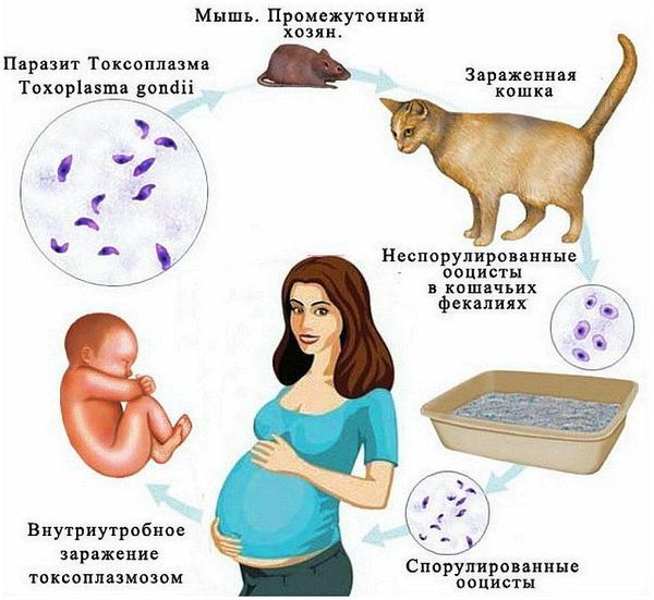 Механизм заражения токсоплазмозом