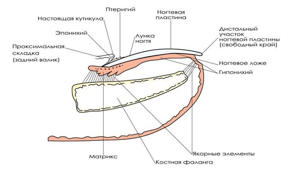 Схема строения ногтя