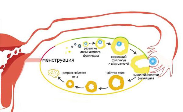 Циклические изменения в яичниках