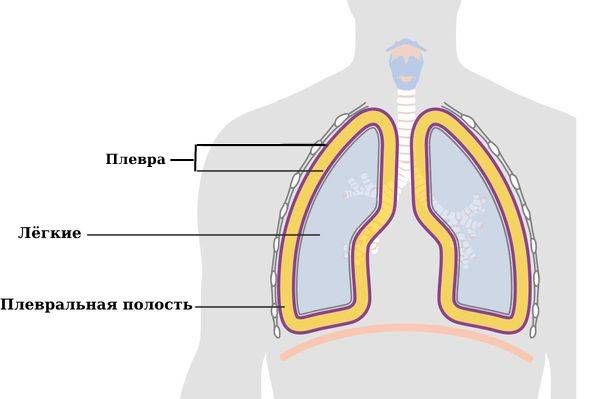 Плевра и плевральная полость