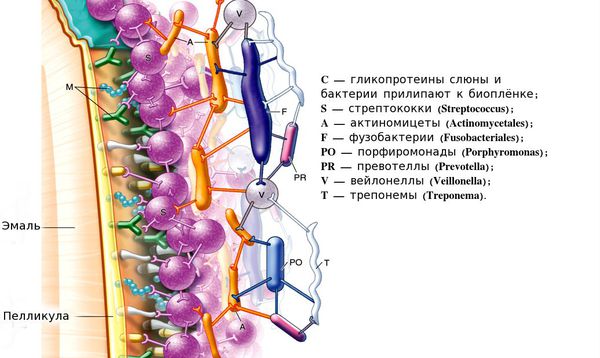 Эмаль, пелликула зуба и бактерии полости рта