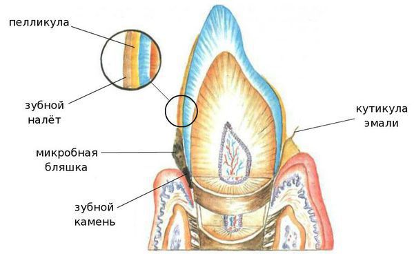 Неминерализованные отложения